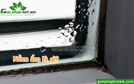 Nồm Ẩm Là Gì