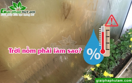 Trời Nồm Phải Làm Sao