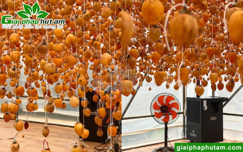 lắp đặt máy hút ẩm tại cơ sở sản xuất hồng treo gió tại Đà Lạt