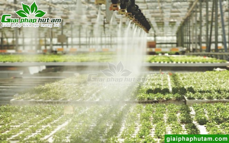 phun sương giúp tăng độ ẩm nhà kính, nhà màng, nhà lưới