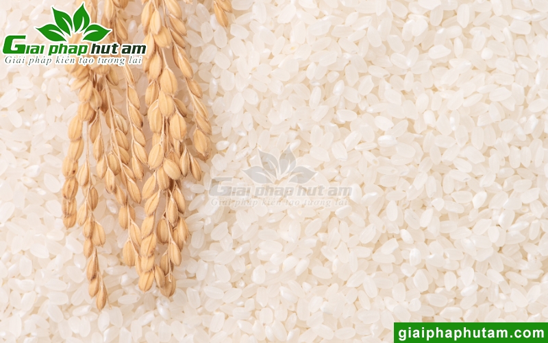 độ ẩm an toàn giúp bảo vệ chất lượng gạo