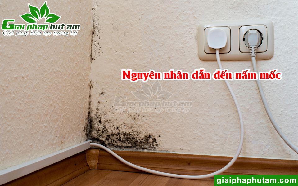 Nguyên nhân dẫn đến tình trạng nấm mốc